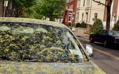 Say Goodbye to Pollen: Keep Your Ride Clean and Stylish This Season