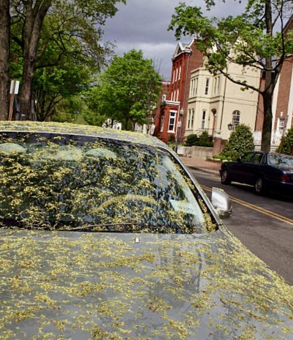 Say Goodbye to Pollen: Keep Your Ride Clean and Stylish This Season
